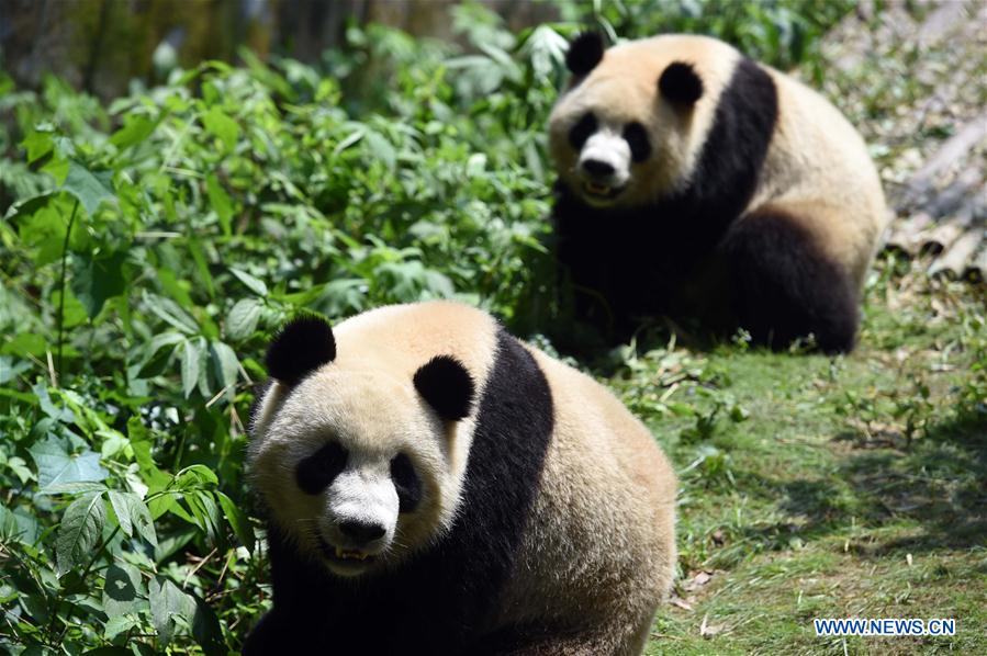 Number of giant pandas in China reaches 422