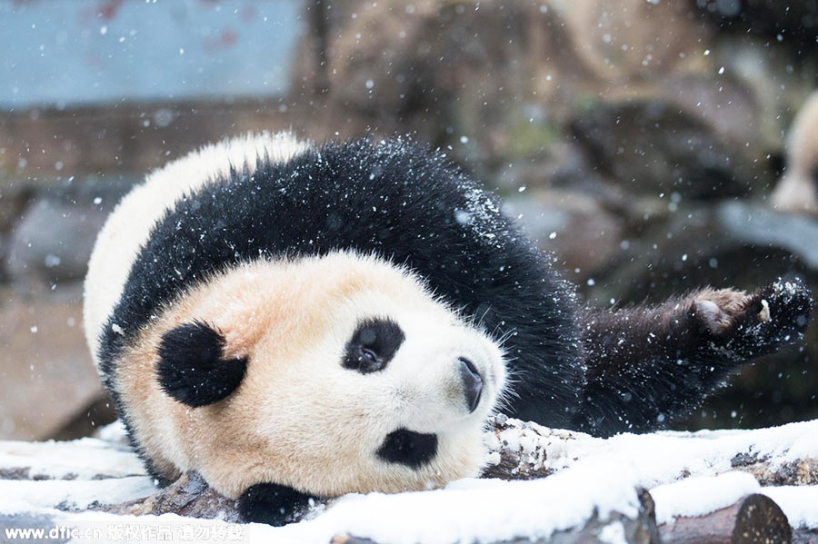 Pandas roll and tumble as they enjoy the first now in Hangzhou