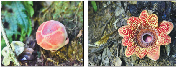 Endangered flower rediscovered in China