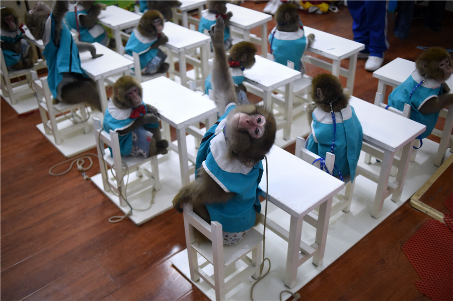 Monkeys train for their special year