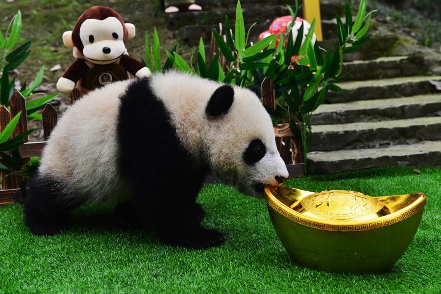 Pandas born in 2015 celebrate Spring Festival