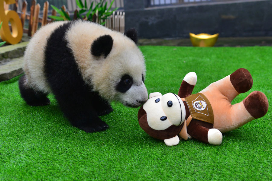Pandas born in 2015 celebrate Spring Festival