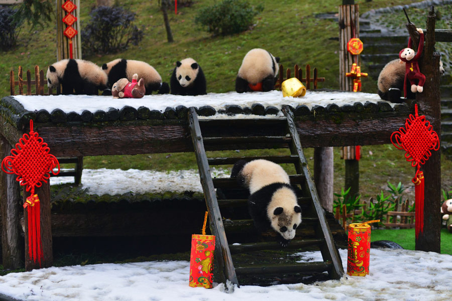 Pandas born in 2015 celebrate Spring Festival