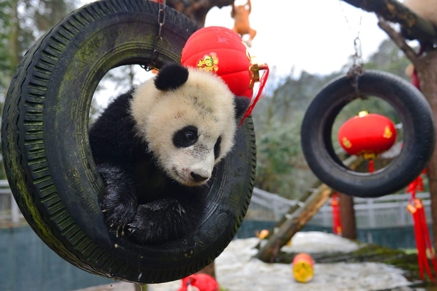 Pandas born in 2015 celebrate Spring Festival