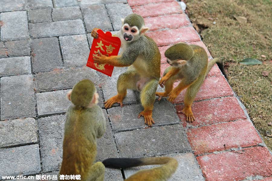 Monkeys scramble for red envelope at Chongqing zoo