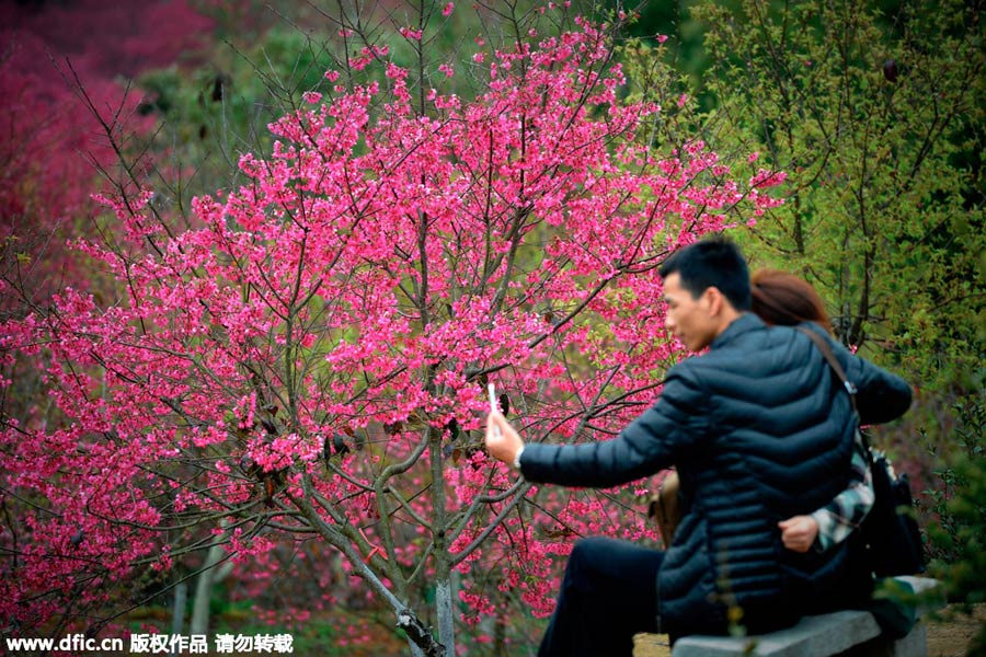 Visitors enjoy cherry blossoms in South China's Guangdong