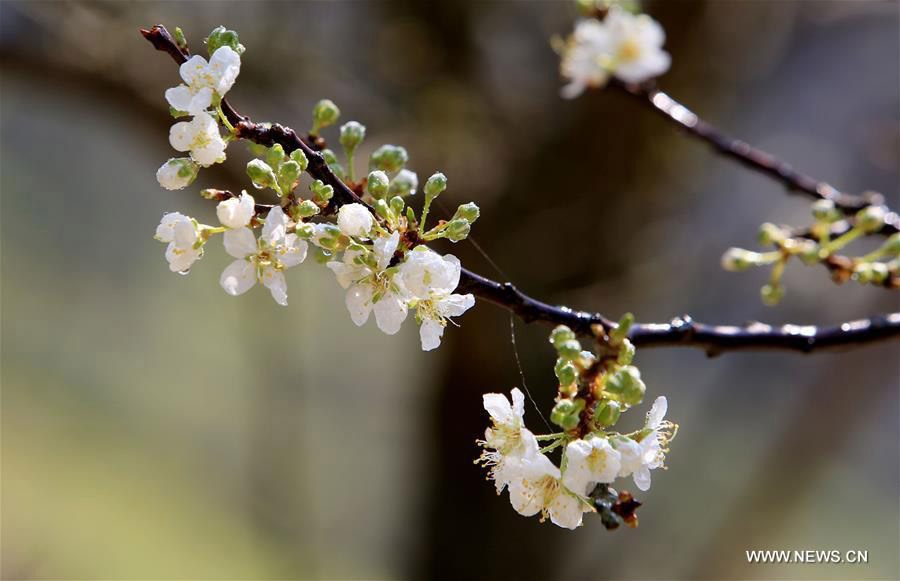 Trees blossom across China as temperature rises