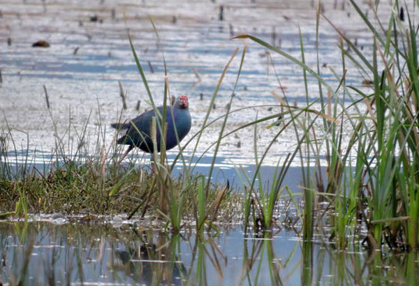 Purple swamphens found in SW China