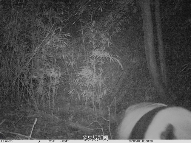 Wild panda spotted in NW China