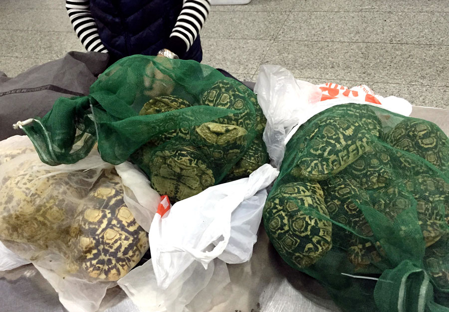 80 live tortoises confiscated at customs