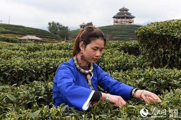 Tea farmers pick up first batch of spring tea in S
