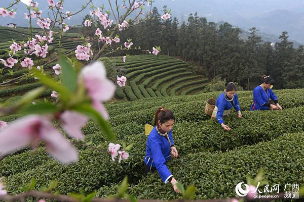 Tea farmers pick up first batch of spring tea in South China