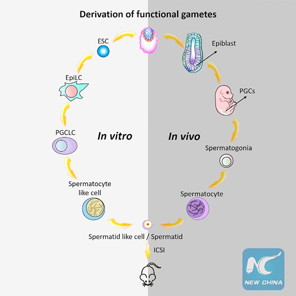 Chinese scientists create functional sperm from stem cells in lab