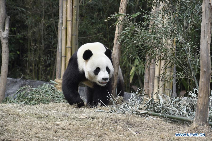 Two giant pandas leave China for new home in ROK