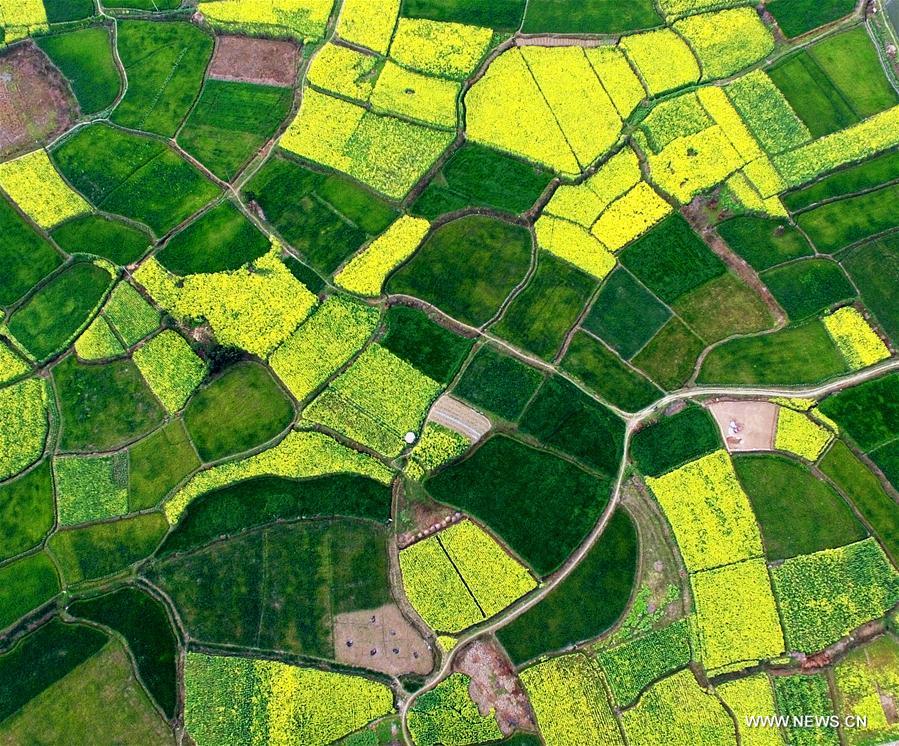 Aerial view of rape lands in SW China