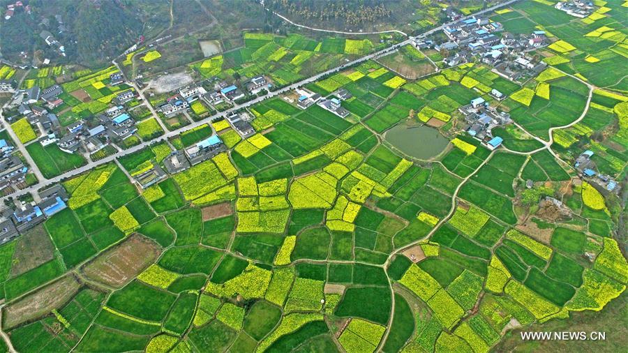 Aerial view of rape lands in SW China