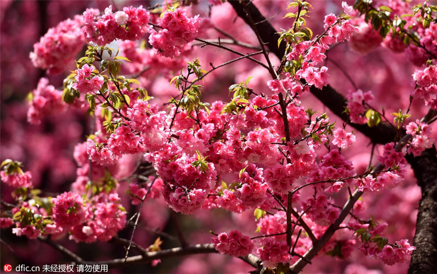 Cherry blossoms signal arrival of spring