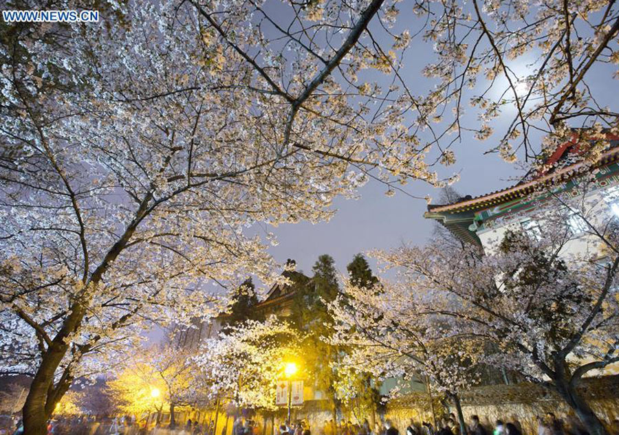 Cherry blossom seen in East China