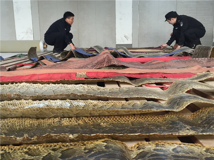 Thousands of smuggled python skins seized