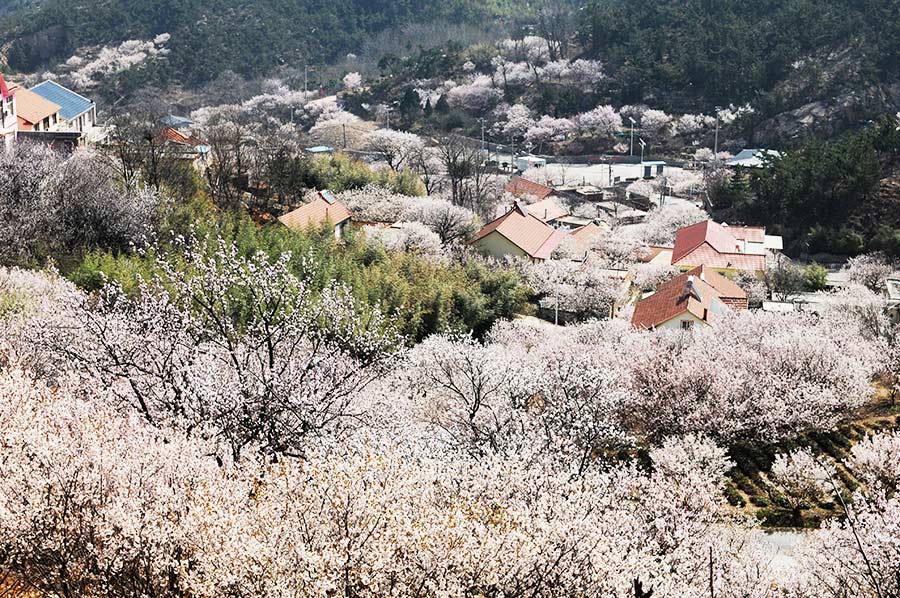 Discover beautiful China in spring blossom (I)
