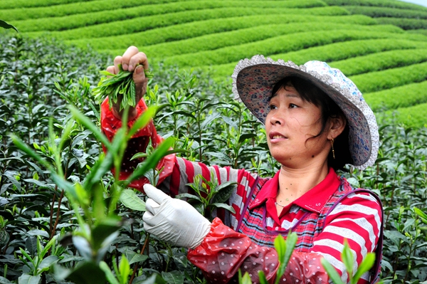 Online sales effort highlights tea's growing popularity