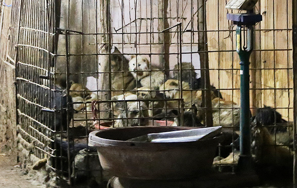 Campaigners renew calls to ban Yulin dog meat festival