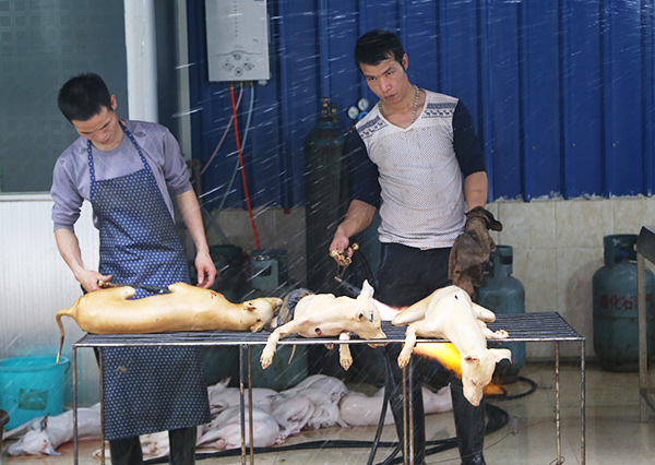 Campaigners renew calls to ban Yulin dog meat festival