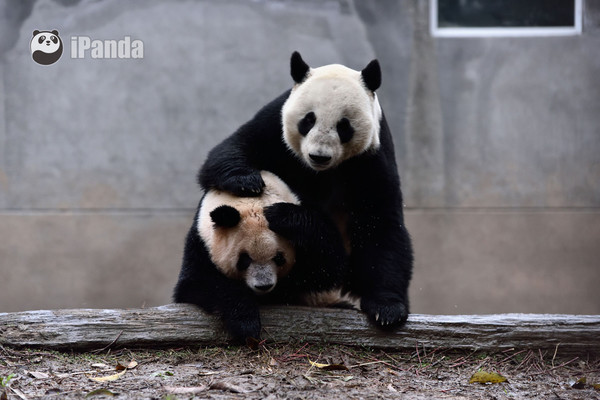 Internet users hoping to catch glimpse of mating pandas