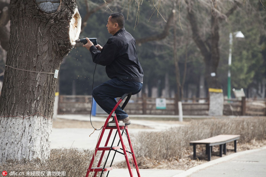 Carved figures emerge from trees in Northeast China