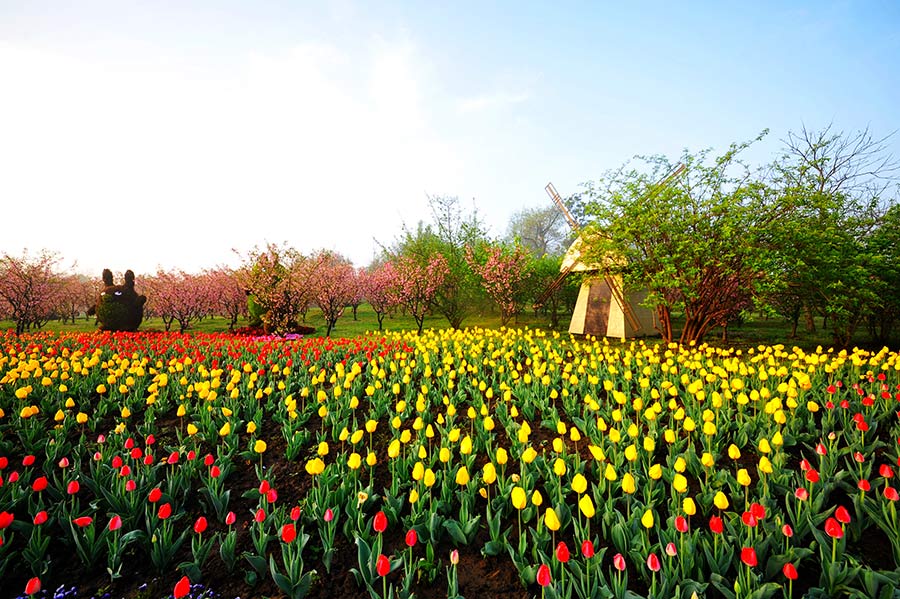 Sea of tulips on show in E China