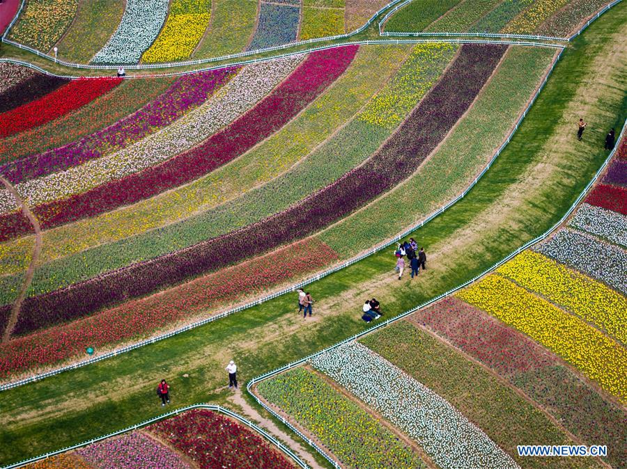 Sea of tulips on show in E China