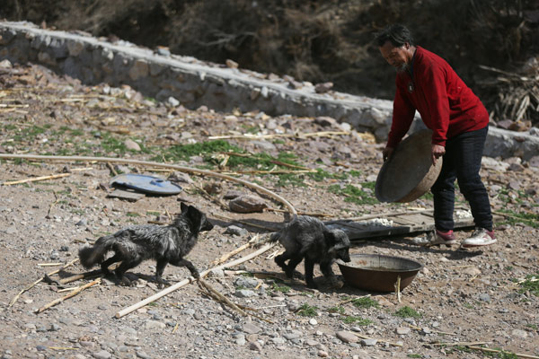 Freed animals fail to survive in wild - China Freed animals fail to survive in wild - China