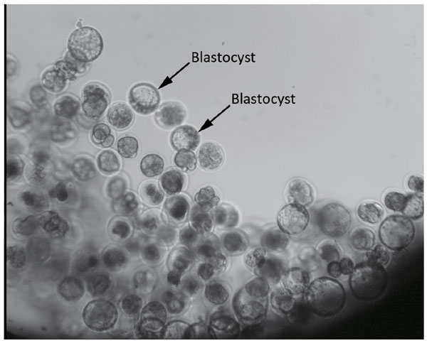 New study shows mammals can be developed in space