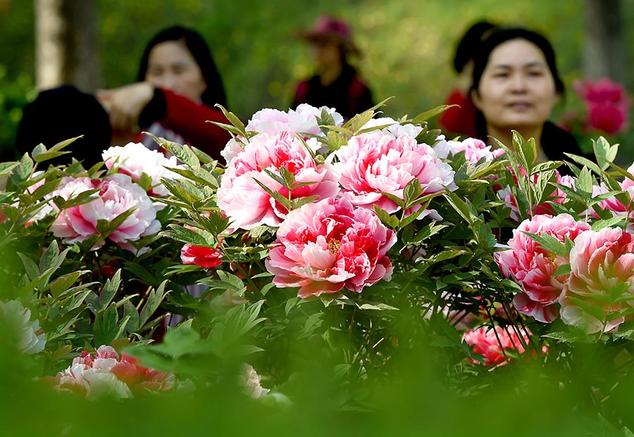 Ancient tree bears 256 peony blossoms in central China