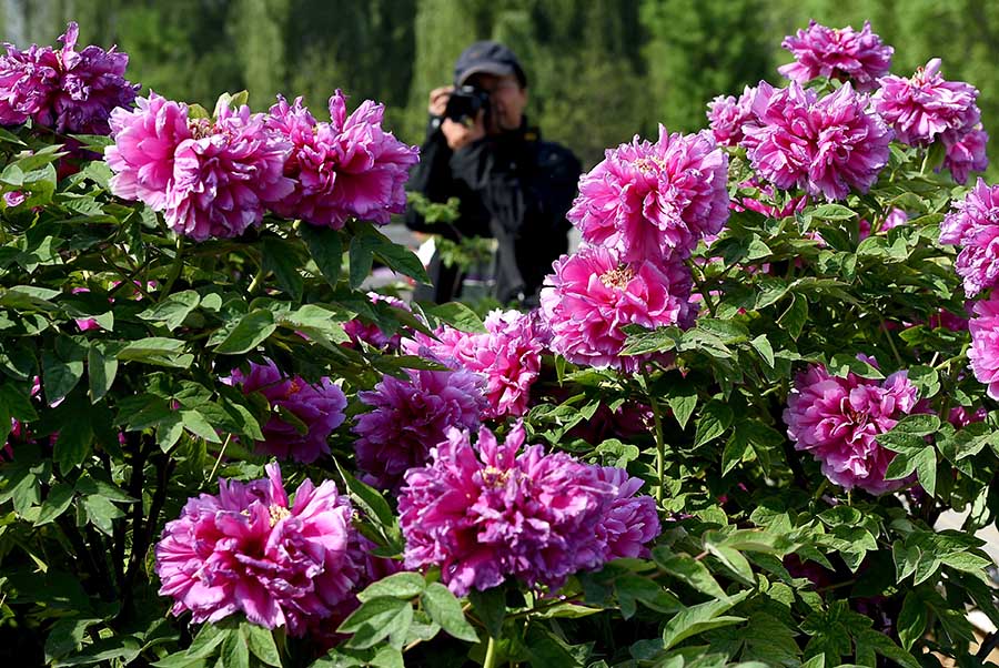 Ancient tree bears 256 peony blossoms in central China