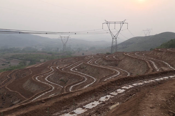 Plantations lift villages out of poverty in Hebei