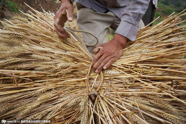 Massive grain surplus not new normal, official says