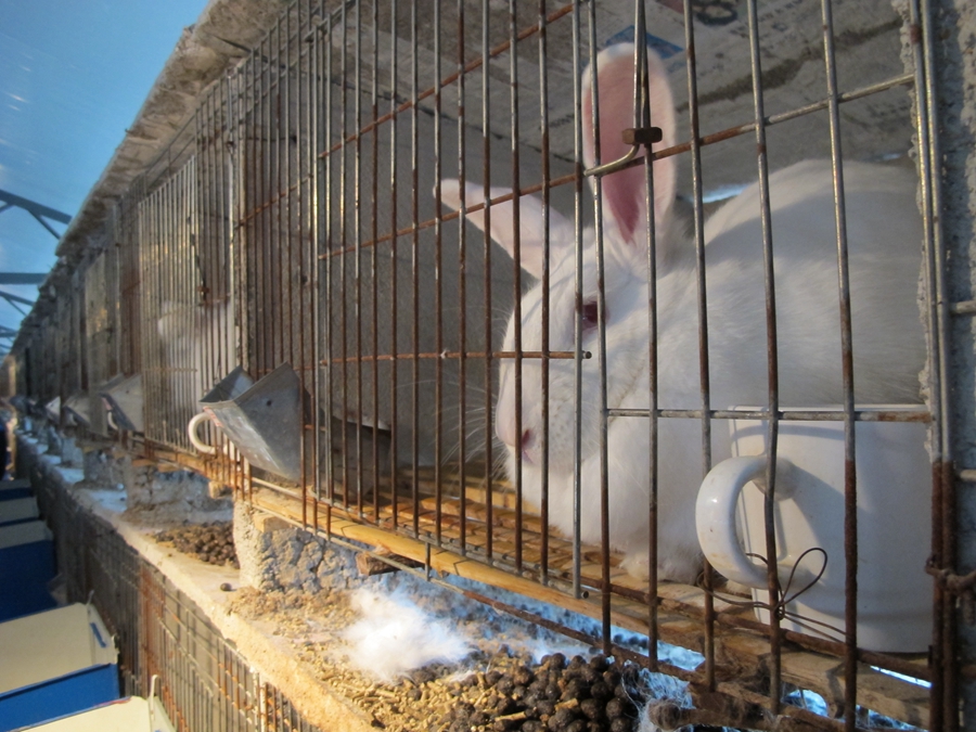 Furry angora rabbits bring rural county out of poverty