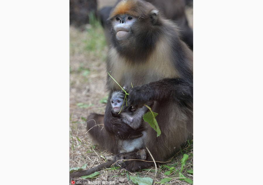 Rare snub-nosed monkeys at Beijing Zoo