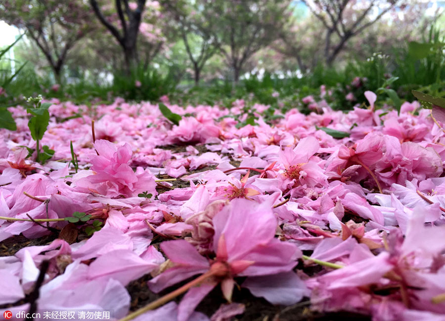 Storm's aftermath is a pink petal paradise