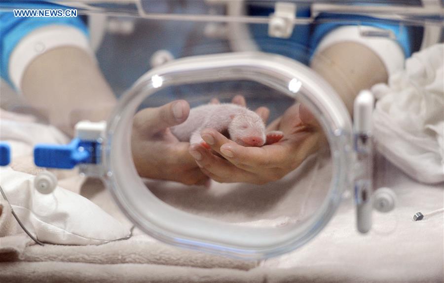 Year's first giant panda cub born in Southwest China's Chengdu