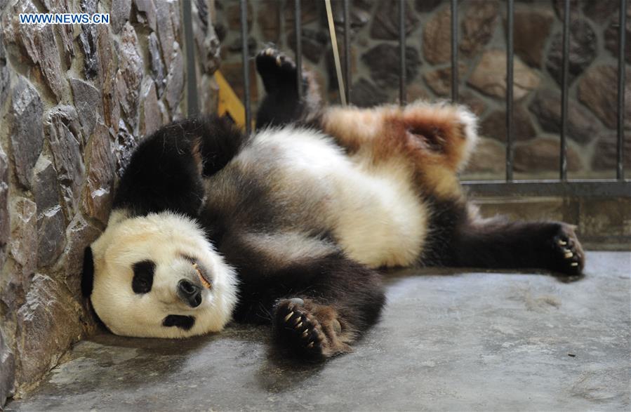 Year's first giant panda cub born in Southwest China's Chengdu