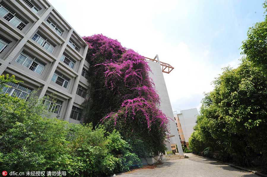 'Waterfall' of cascading flowers amaze