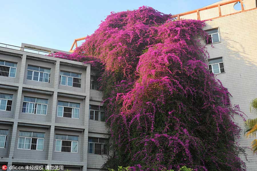 'Waterfall' of cascading flowers amaze