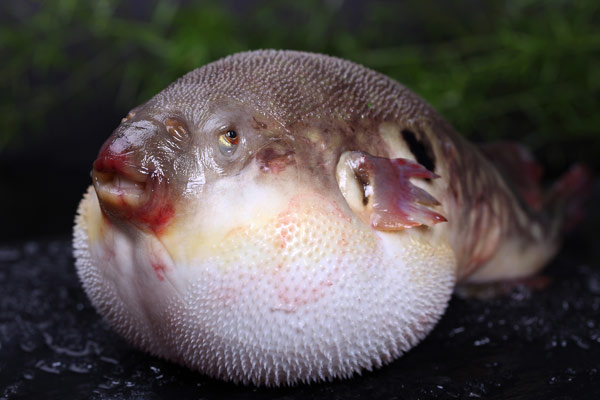 Ban on poisonous puffer fish to be lifted