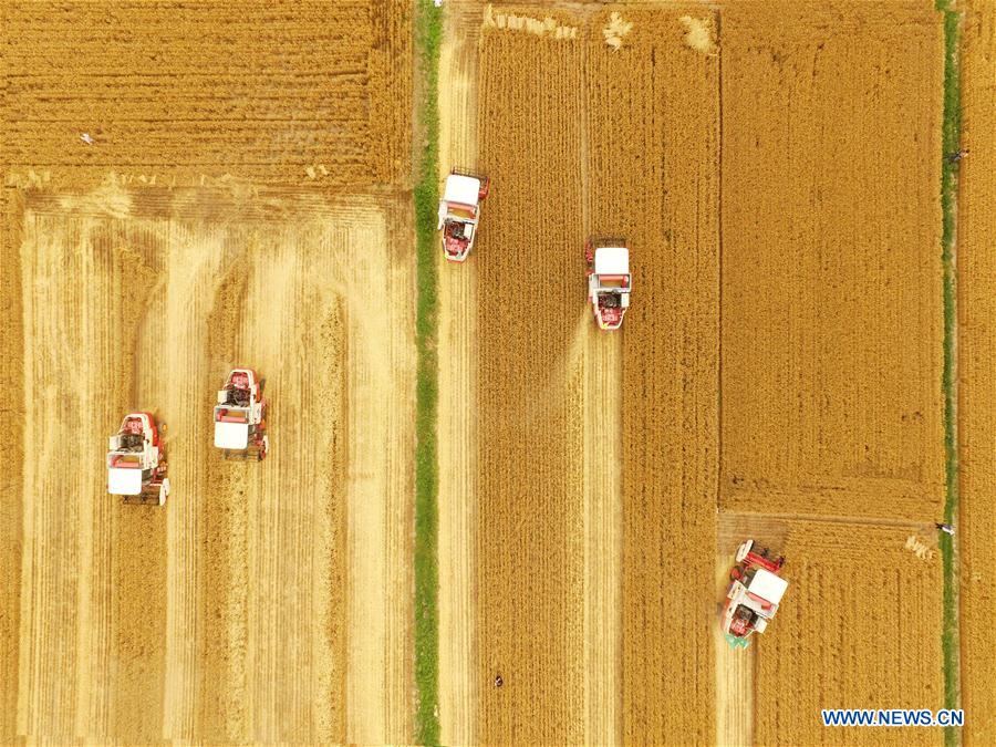 Reapers harvest wheat in Rizhao, China's Shandong