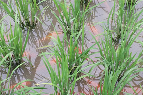 1,000-year-old agricultural practice, China's solution to sustainable farming