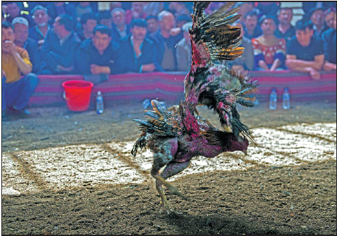 Xinjiang bets on cockfighting to woo tourists