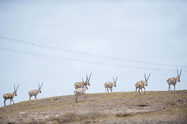 Lhasa rail celebrates first decade