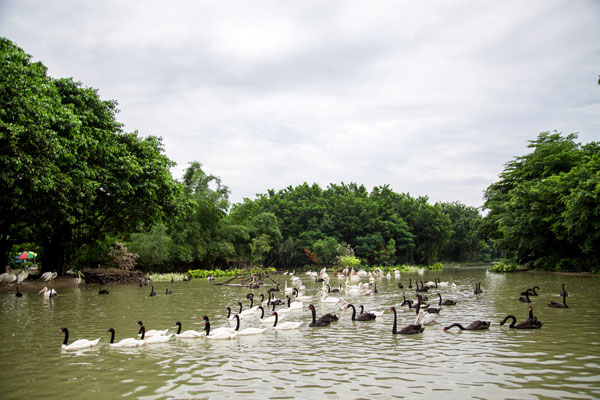 New bird park opens in Guangzhou